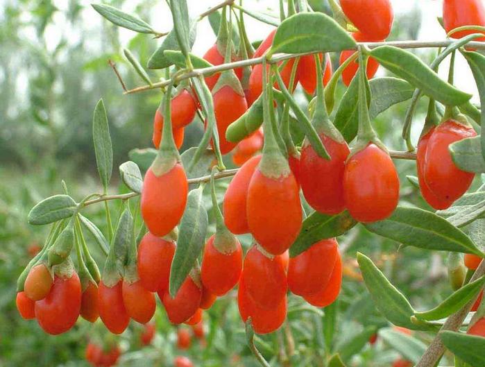 Lycium chinense seeds Wolfberry seeds goji berry Lycium barbarum Chinese wolfberry